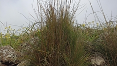 Festuca petraea