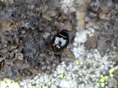 Hyperaspis campestris