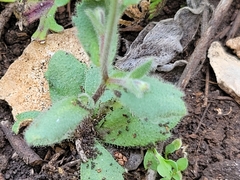 Tomostima cuneifolia