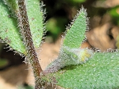 Tomostima cuneifolia