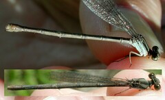 Argia fumipennis