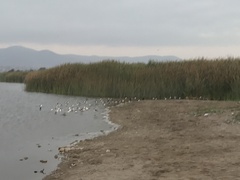 Numenius phaeopus hudsonicus