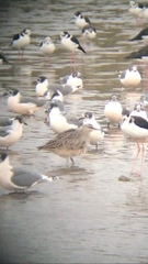 Numenius phaeopus hudsonicus