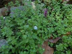 Hygrophila serpyllum