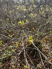 Oemleria cerasiformis