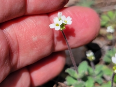 Tomostima cuneifolia