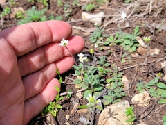 Tomostima cuneifolia
