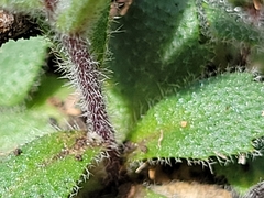 Tomostima cuneifolia