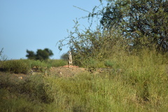Suricata suricatta