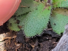 Tomostima cuneifolia