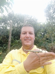 Cladomorphus phyllinus