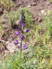 Lupinus truncatus