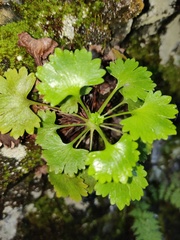 Saxifraga maderensis