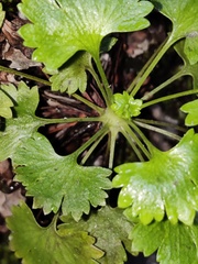 Saxifraga maderensis
