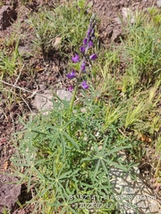 Lupinus truncatus