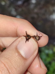 Saxifraga maderensis