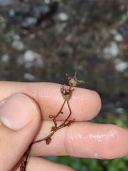 Saxifraga maderensis