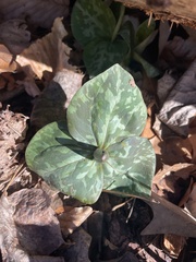 Trillium cuneatum