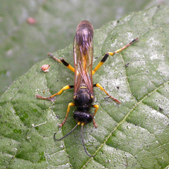 Sceliphron destillatorium