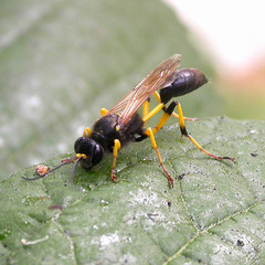 Sceliphron destillatorium