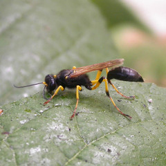 Sceliphron destillatorium