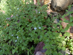 Hygrophila serpyllum