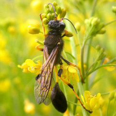 Sceliphron destillatorium