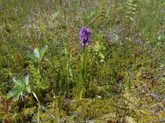 Dactylorhiza incarnata