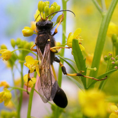 Sceliphron destillatorium