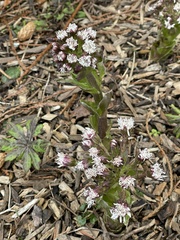 Petasites frigidus