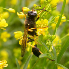 Sceliphron destillatorium