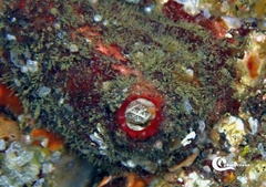 Microcosmus polymorphus