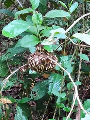 Apoica
