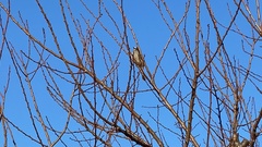 Hypsipetes amaurotis