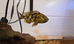 Nimbochromis venustus