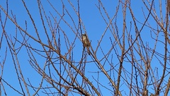 Hypsipetes amaurotis