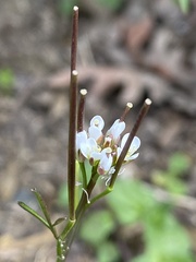 Cardamine hirsuta