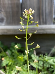 Capsella