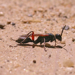 Chalybion femoratum