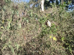 Gasteracanthinae