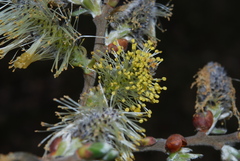 Salix cinerea