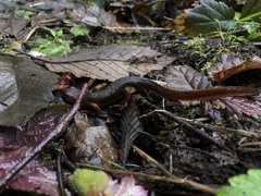 Taricha granulosa