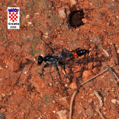 Ammophila sabulosa