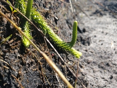 Lycopodiella