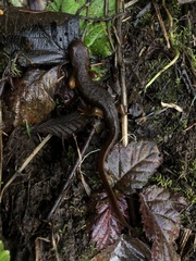 Taricha granulosa