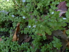 Hygrophila serpyllum