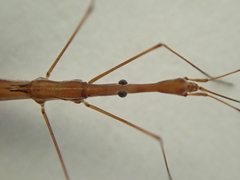 Hydrometra strigosa