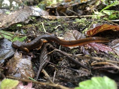 Taricha granulosa