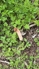 Lysurus periphragmoides