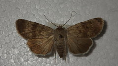 Standfussiana lucernea